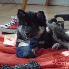 Finsk lapphund Freddi