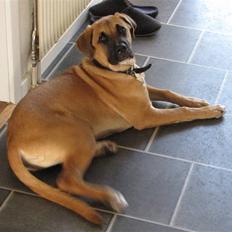 Blanding af racer Bailey