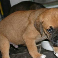 Blanding af racer Bailey