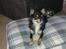Chihuahua Zackie - December ca. 9 mdr.