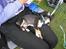 Chihuahua Zackie - Det er godt nok hårdt at være på camping