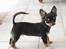 Chihuahua Zackie - En ok holdning