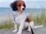 Kooikerhondje Kischa <3 | MIT ALT | - i klitterne :D