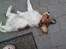 Kooikerhondje Kischa <3 | MIT ALT | - Fantastiske hund!(;