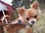 Chihuahua Loui (sir be magic) 