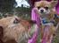 Chihuahua Loui (sir be magic) 