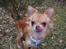 Chihuahua Loui (sir be magic) 