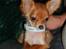 Chihuahua Loui (sir be magic) 