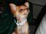 Chihuahua Loui (sir be magic) 