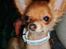 Chihuahua Loui (sir be magic) 