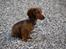 Miniature gravhund MAX - Ja nu er jeg blevet 4 måneder, glæder mig til at blive voksen