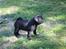 Mops Samson - samson 8 uger gammel