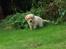 Labrador retriever (Formel 1) Zimba