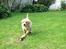 Labrador retriever (Formel 1) Zimba