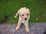 Labrador retriever (Formel 1) Zimba