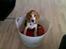 Beagle Balder