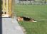 Beagle Balder