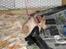 Labrador retriever (Formel 1) Zimba