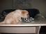 Labrador retriever (Formel 1) Zimba