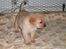 Labrador retriever (Formel 1) Zimba