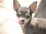 Chihuahua Anpalas Snow Angel ~ Zoie