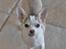 Chihuahua Ravns Cosmo R.I.P