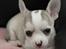 Chihuahua Ravns Cosmo R.I.P