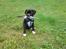 Blanding af racer Coco (mops-D/S gårdhund)
