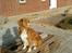 Nova scotia duck tolling retriever Leica - Leica har styr på det hele, forår 2010.
