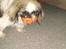 Pekingeser Gizmo