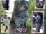 Border collie /Labrador R.I.P. Fie<3 - har selv lavet det