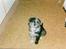 Border collie /Labrador R.I.P. Fie<3 - Lille Fie <3