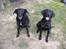 Labrador retriever /blanding Rie<3 - Rid og Bella <3