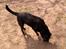 Labrador retriever /blanding Rie<3