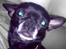 Chihuahua Cæsar