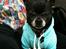 Chihuahua Cæsar
