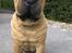Shar pei Rynke