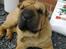 Shar pei Rynke