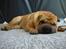 Shar pei Rynke