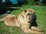 Shar pei Rynke