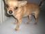 Chihuahua Hugo