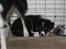 Border collie Satu (Hummelhund) - Da vi mødte ham hos opdrætteren