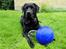 Labrador retriever Max (16.06.2008 - 10.06.2020)