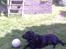 Labrador retriever Max (16.06.2008 - 10.06.2020)