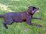 Labrador retriever Max (16.06.2008 - 10.06.2020)