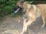 Blanding af racer Chigo - Leg :)