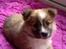 Islandsk fårehund Nala