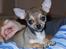 Chihuahua Gismo