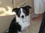 Border collie Cleo RIP lille tøs