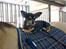 Chihuahua Maya